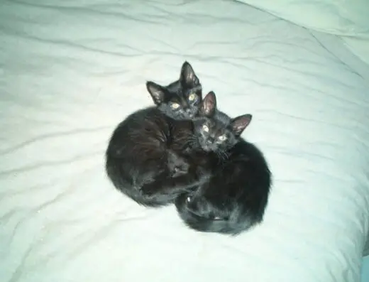 Tiko and Teko