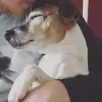 A senior dog sleeping peacefully in carer's arms.
