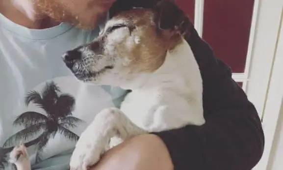 A senior dog sleeping peacefully in carer's arms.