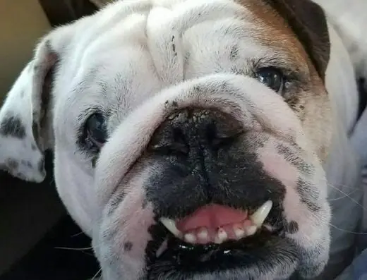 Bullies 2 the Rescue