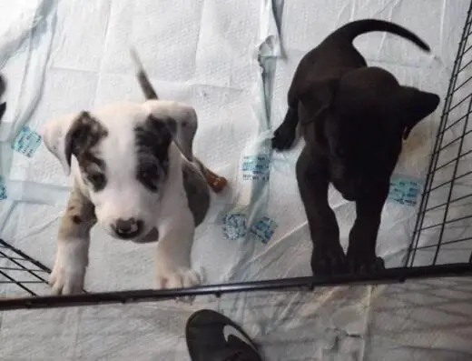 Rescue Warriors Corp