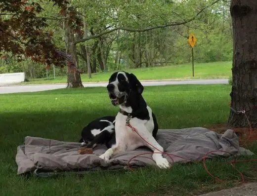 Forever Friends Great Dane Rescue, Inc.