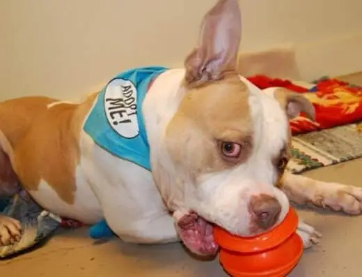Faithful Friends Animal Society