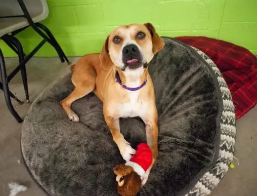 Paws Crossed Animal Rescue