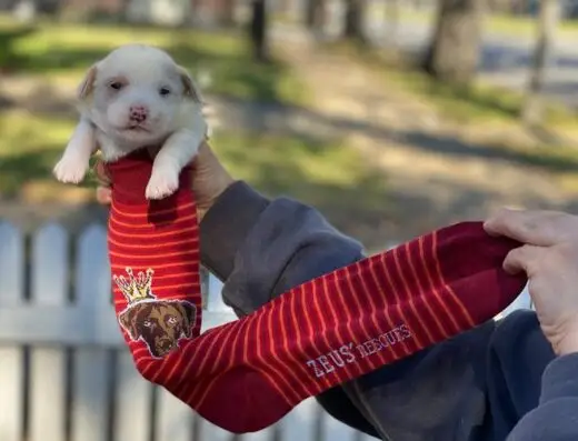 Zeus’ Rescues