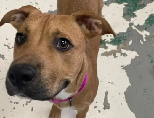PAWS Shelter of Central Texas – Dripping Springs Campus