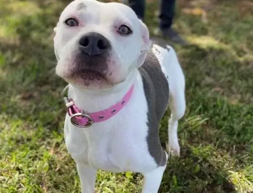 Burlington County Animal Alliance of New Jersey