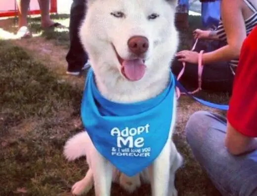 ARA Canine Rescue Inc (Husky Rescue)