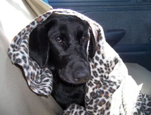 Fortunate Pooches and Lab Rescue