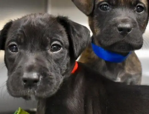 Greenville Humane Society