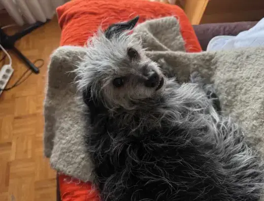 Milú