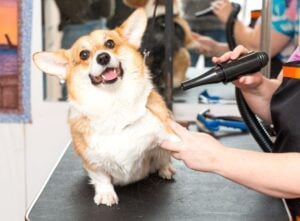 Pet Grooming