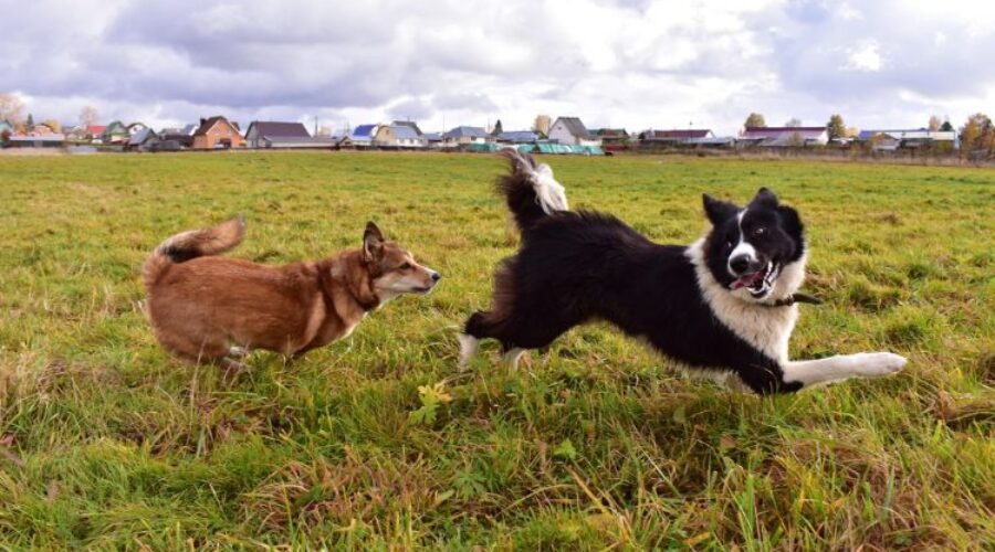 A day at the dog daycare centre keeps the vet away