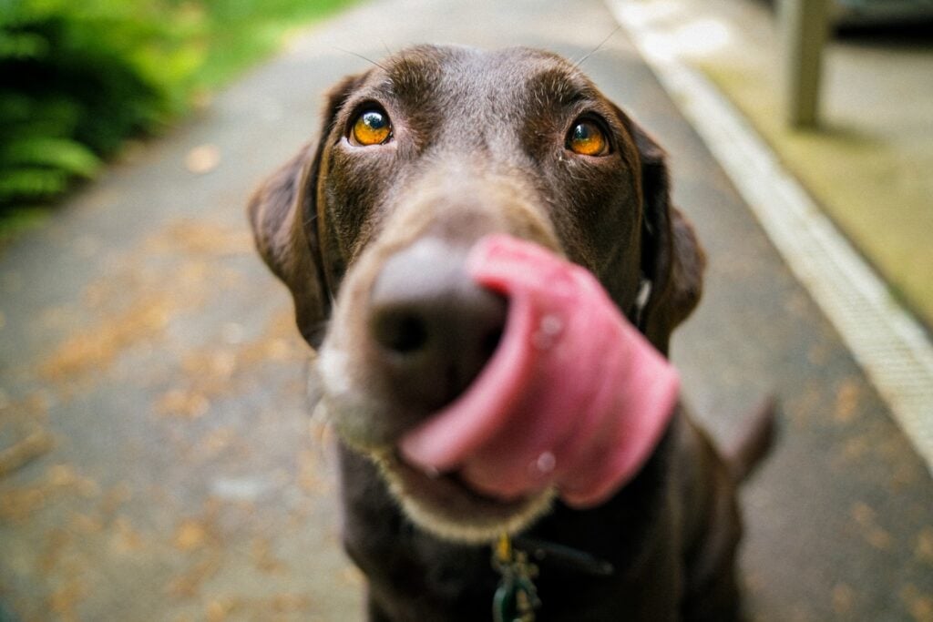 The Ethical Pet Plate: Considering Vegan Diets for Dogs & Cats