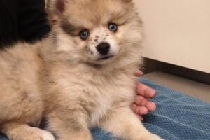 Veterinary Care