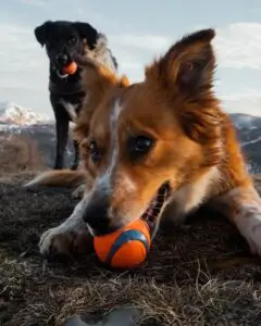 Pet Daycare & Boarding