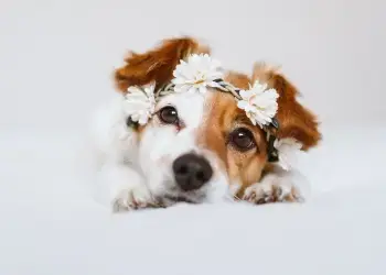 Pet Grooming Services