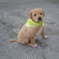 Pet Grooming Services