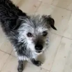 Milu - once dumped at a dog pound, now a star at KindBunch.