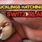 [ID: f_EaDLN7ghs] Youtube Automatic