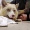 Bongo the Fox – Vet Visit – Wounded Paw – *Discretion Advised*