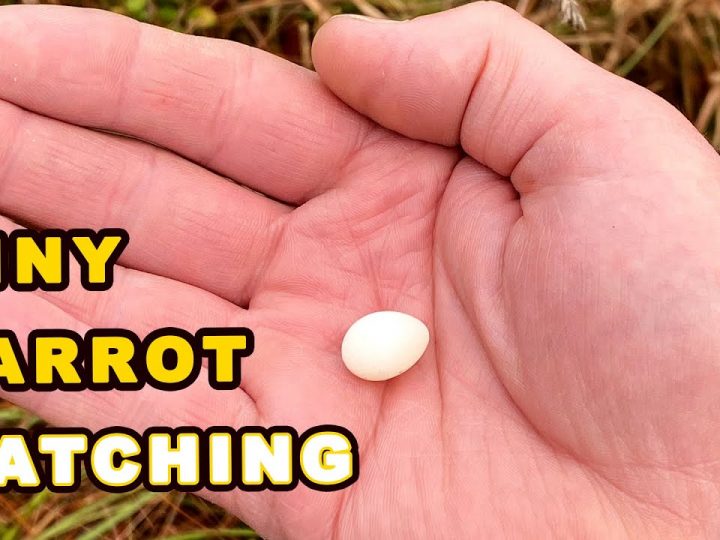 [ID: Kd2srYijPhc] Youtube Automatic