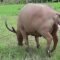 Newborn white water buffalo – ElephantNews