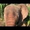 Albino baby elephant Khanyisa is doing well!