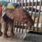 [ID: T64pPI3UiuY] Youtube Automatic