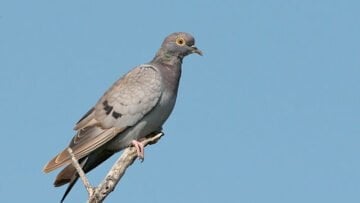 Yellow-eyed Pigeon