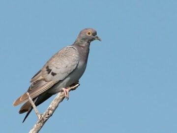 Yellow-eyed Pigeon