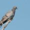 Yellow-eyed Pigeon