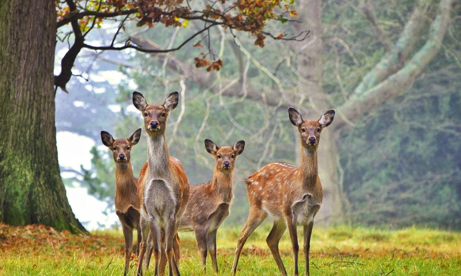 The Story - Deer Whisperer