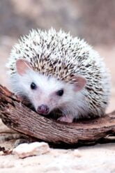 species_hedgehogs