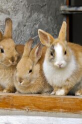 species_rabbits