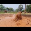 Elephants Run To Comfort Her Baby – ElephantNews