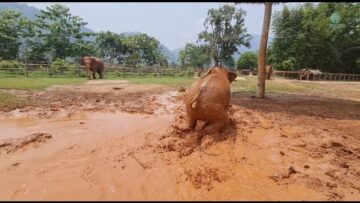 Elephants Run To Comfort Her Baby – ElephantNews