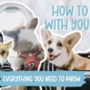 Flying With Your Dog in Cabin (NON ESA) | My Experience Bringing My Corgi on a Plane in a Carrier