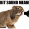 13 Sounds Rabbits Make and What They Mean