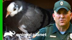 An Injured Pigeon Is Taken To Rehab