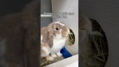 Do’s and Don’ts of rabbit care
