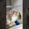 Do’s and Don’ts of rabbit care Pt.2 #bunny #bunnycare #rabbitcare #rabbit #hollandlop #rabbit #cute