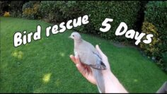 First Bird Rescue “How to take care of an injured bird”