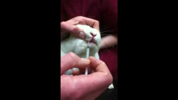 How to give a rabbit medication