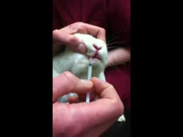 How to give a rabbit medication