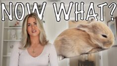 How To Survive Your First Week with a Rabbit (bunny proofing, potty training & free roaming!)
