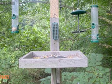 [ID: 8skxHa_MYxM] Youtube Automatic