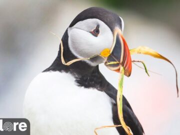 [ID: fi83wcQov_A] Youtube Automatic