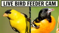 [ID: MtGUTs_HgcE] Youtube Automatic