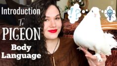 [ID: Pf2yc77bcO0] Youtube Automatic